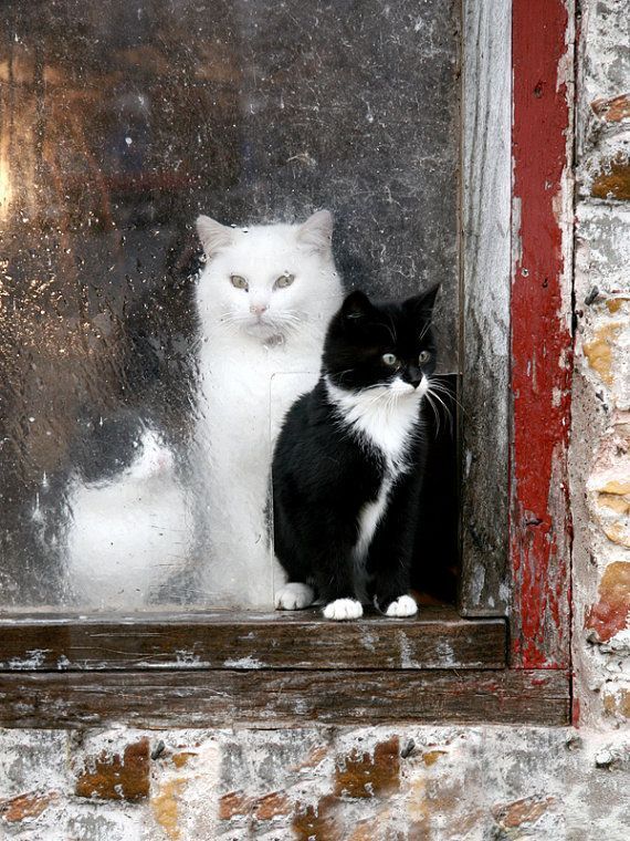 WhitePalette22 WhitePalette22