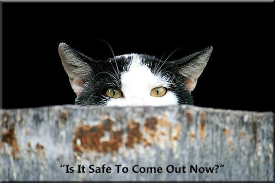 InternationalCatDay2017a