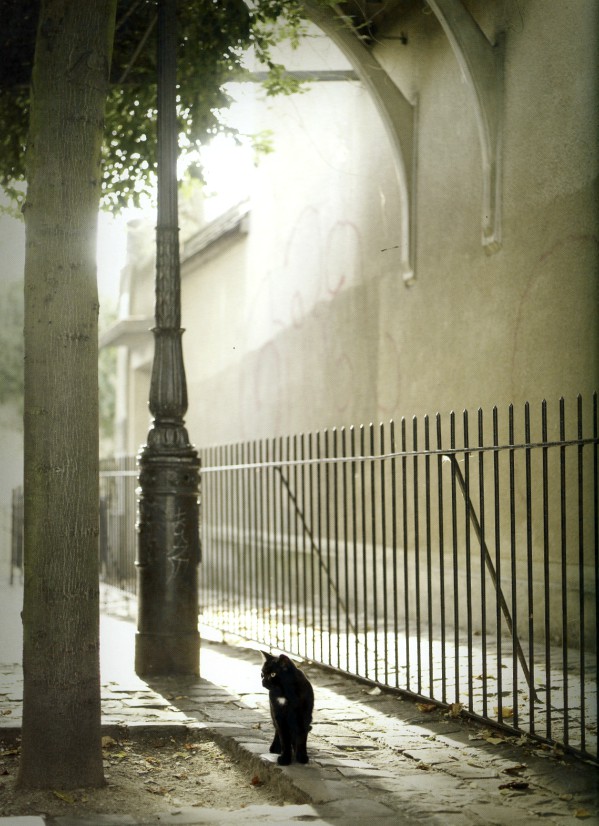 Traveling Cats Cimetière Montmartre