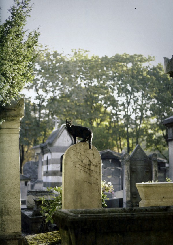Traveling Cats Cimetière Montmartre