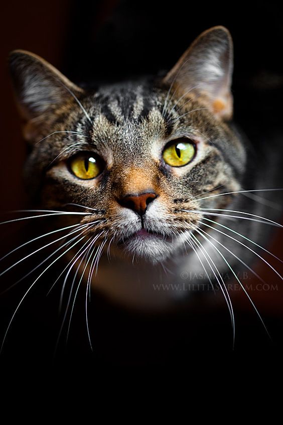 Happy Mew Year Day For Cats1