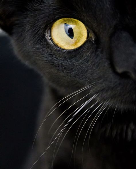 BlackYellow10 BlackYellow10